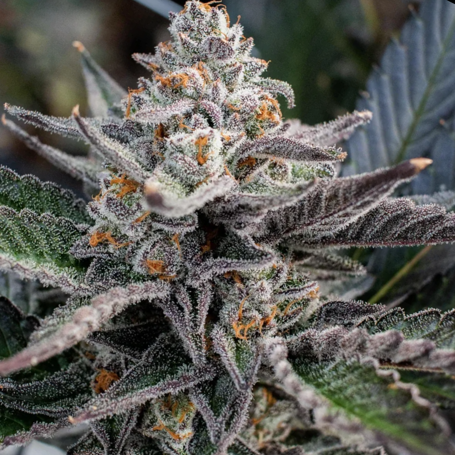 RS11 x PERMANENT MARKER SEEDS