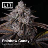 RAINBOW CANDY (GRANDI CANDI X RS11) LIT FARMS FEMINIZED CANNABIS SEEDS