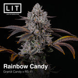 RAINBOW CANDY FEM