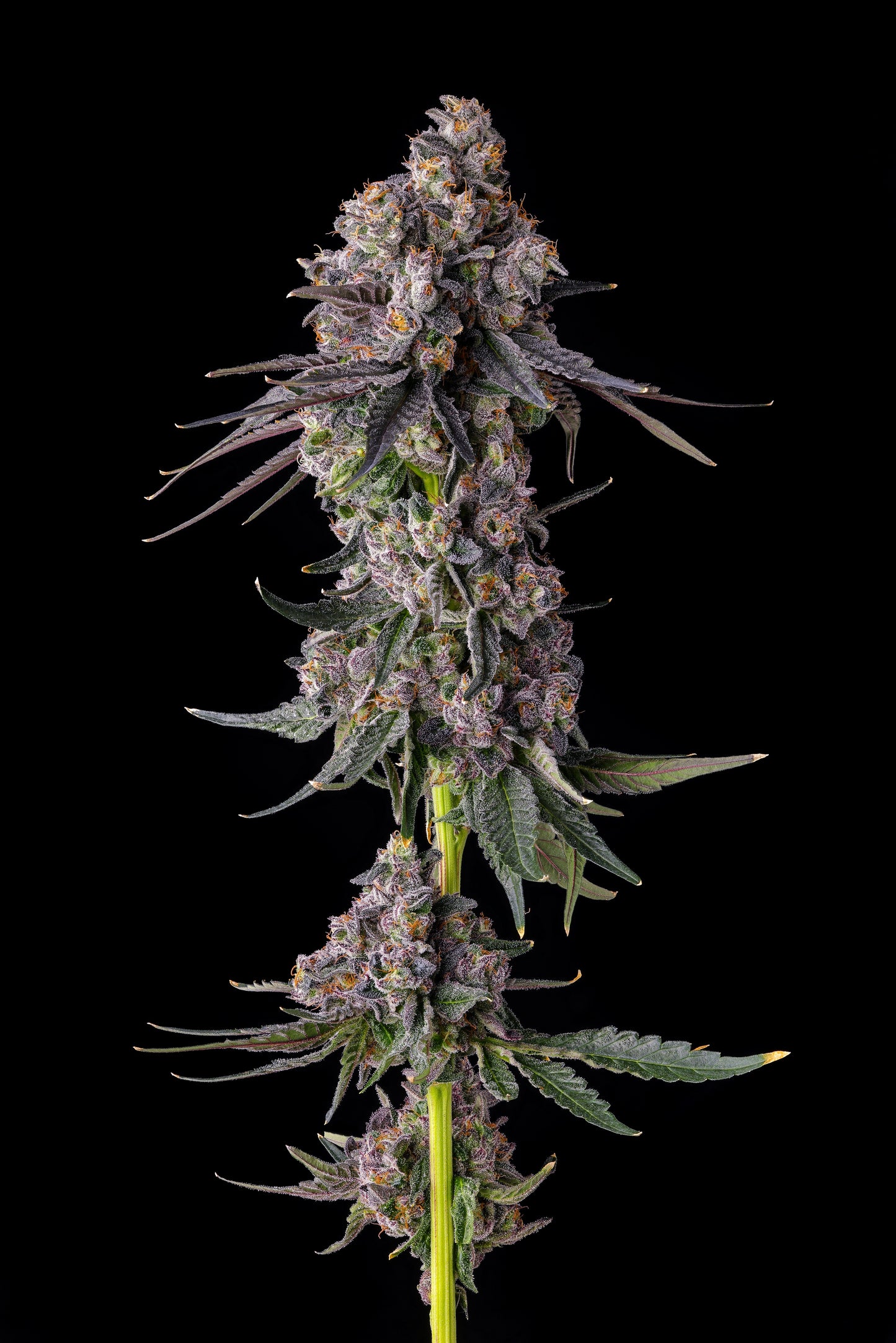 Rainbow Guave Seeds Compound Genetics