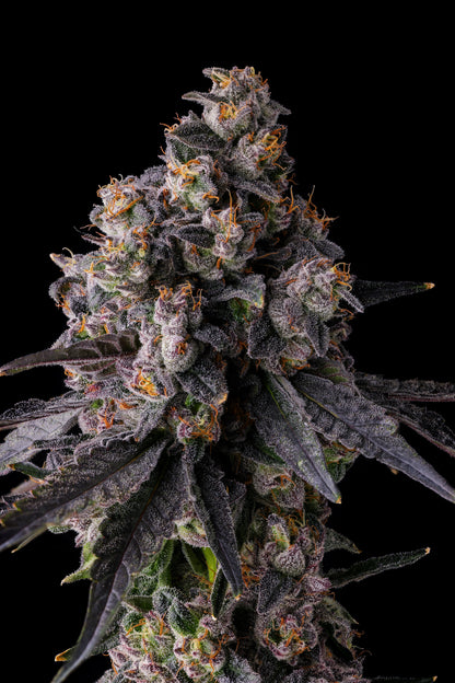 RAINBOW GUAVÉ (RAINBOW GUAVA X PAVÉ) FEM