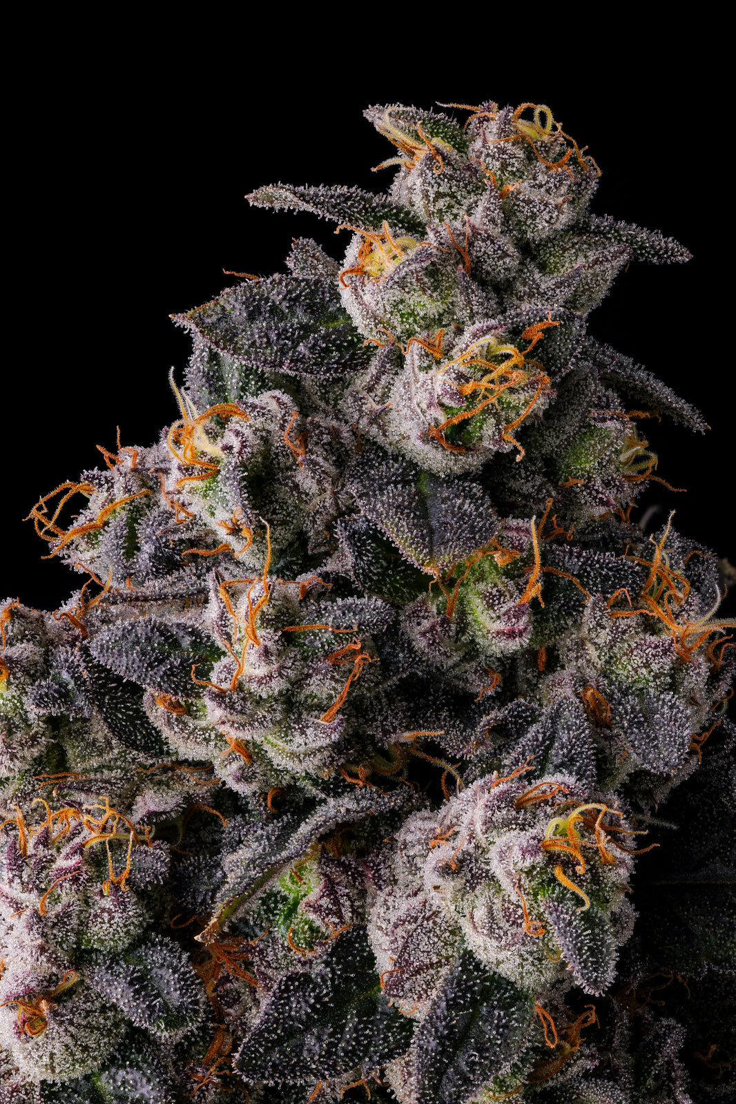 Compound Genetics Pave COMPOUND GENETICS – SLG