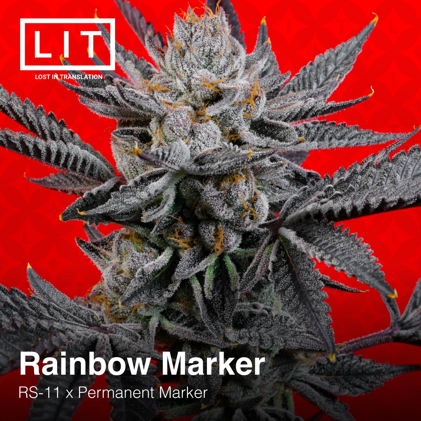RAINBOW MARKERS (RS11 x Permanent Marker) Feminized Seeds. LIT FARMS