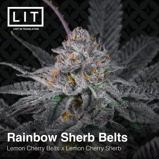 Rainbow Sherb Belts Seeds Lit Farms