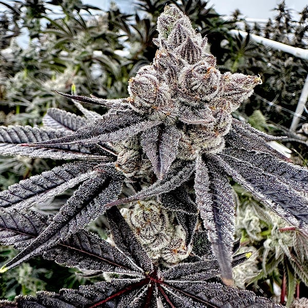 Royalty Feminized Seeds