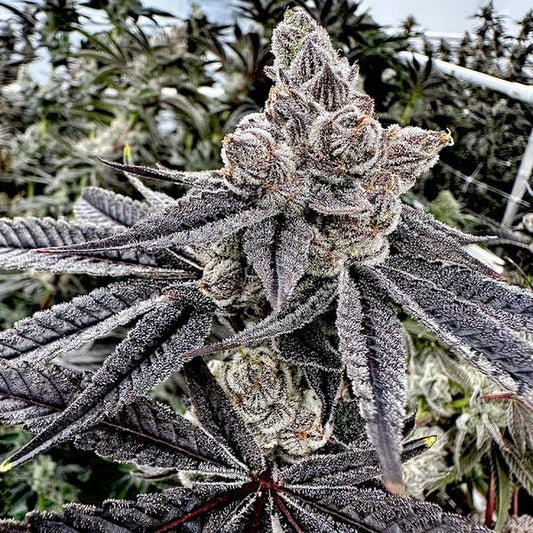 Royalty Feminized Seeds