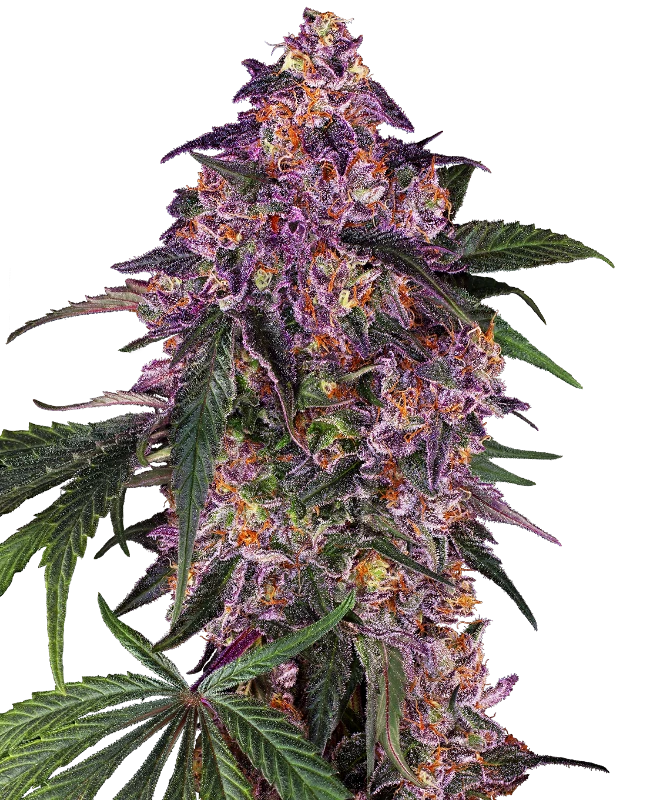 SENSI SEEDS PURPLE KUSH FEMINIZED SEEDS