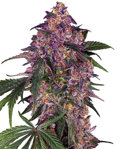 SENSI SEEDS PURPLE KUSH FEMINIZED SEEDS