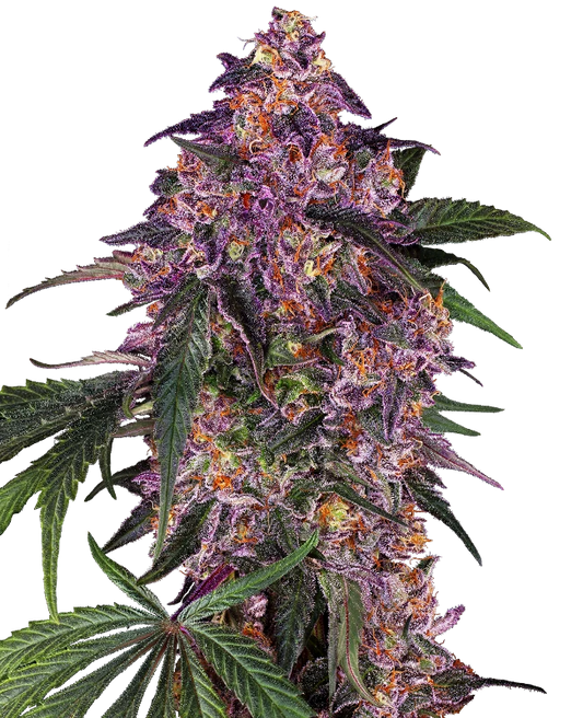 SENSI SEEDS PURPLE KUSH FEMINIZED SEEDS