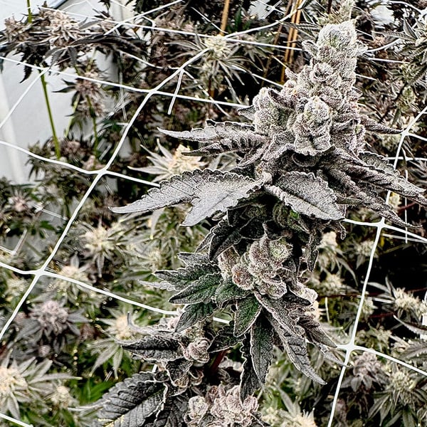 SHAGILLA FEMINIZED SEEDS EXOTIC GENETIC