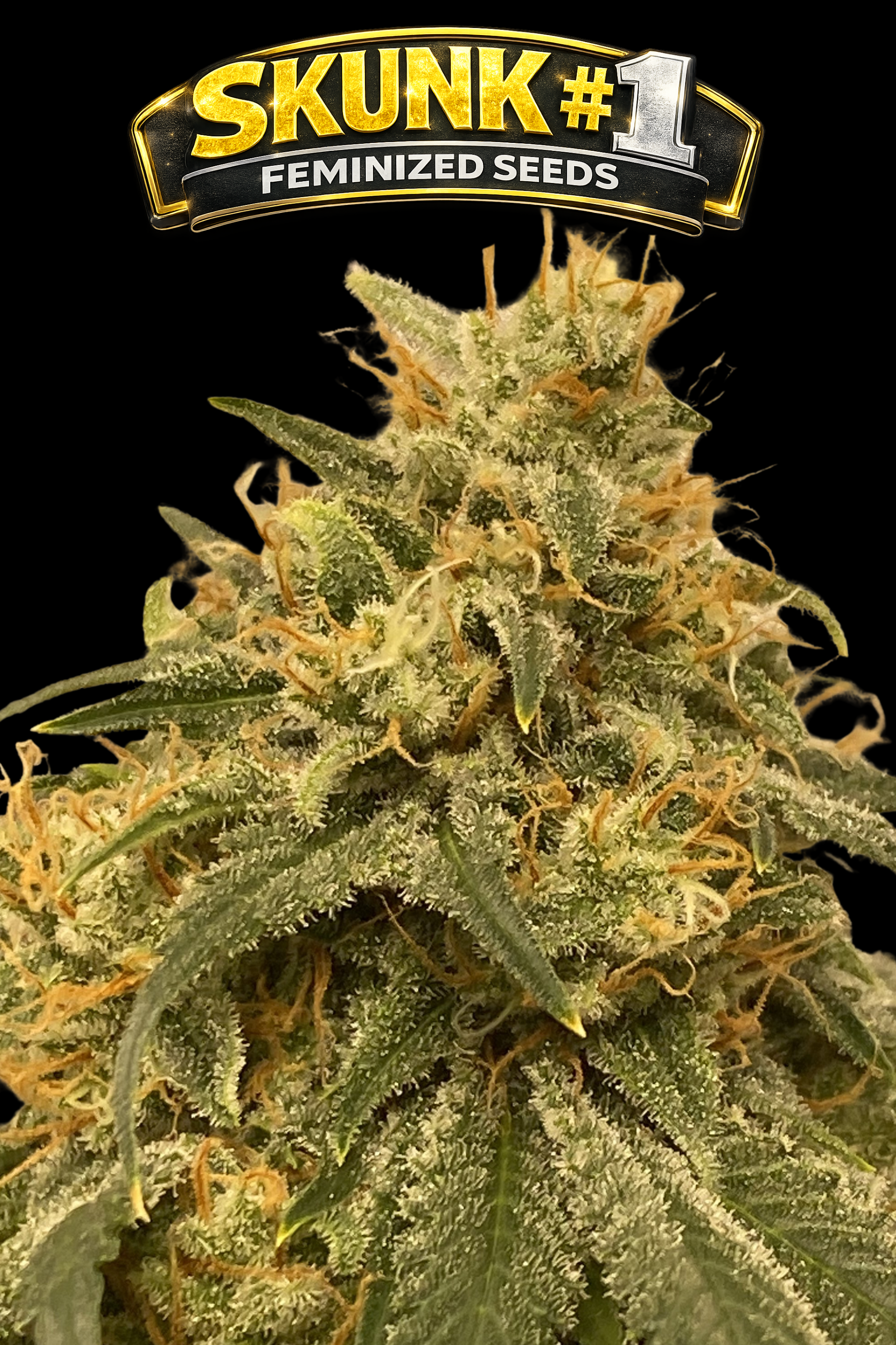 SKUNK #1 FEMINIZED SEEDS