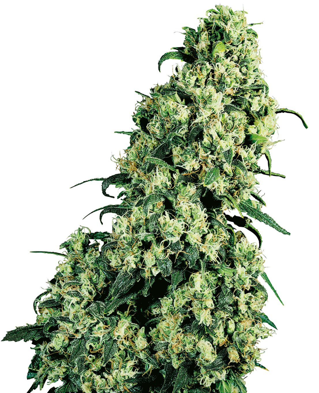 SKUNK #1 FEMINIZED SEEDS