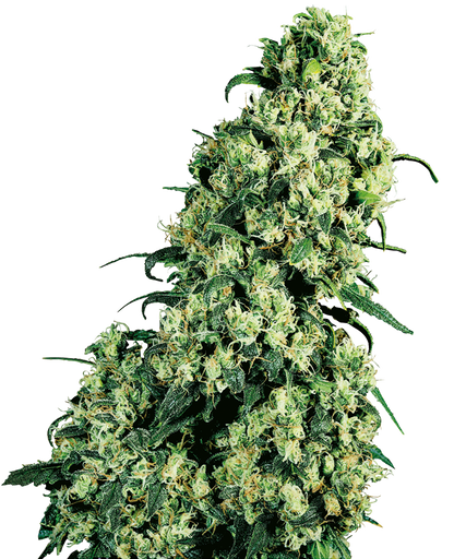 SKUNK #1 FEMINIZED SEEDS