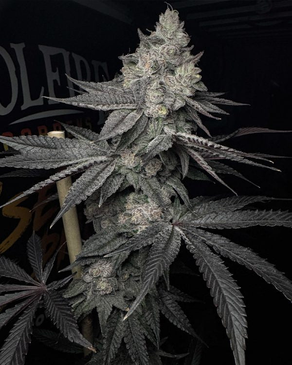 LUCID VISION FEM Solfire Gardens