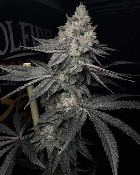 LUCID VISION FEM Solfire Gardens