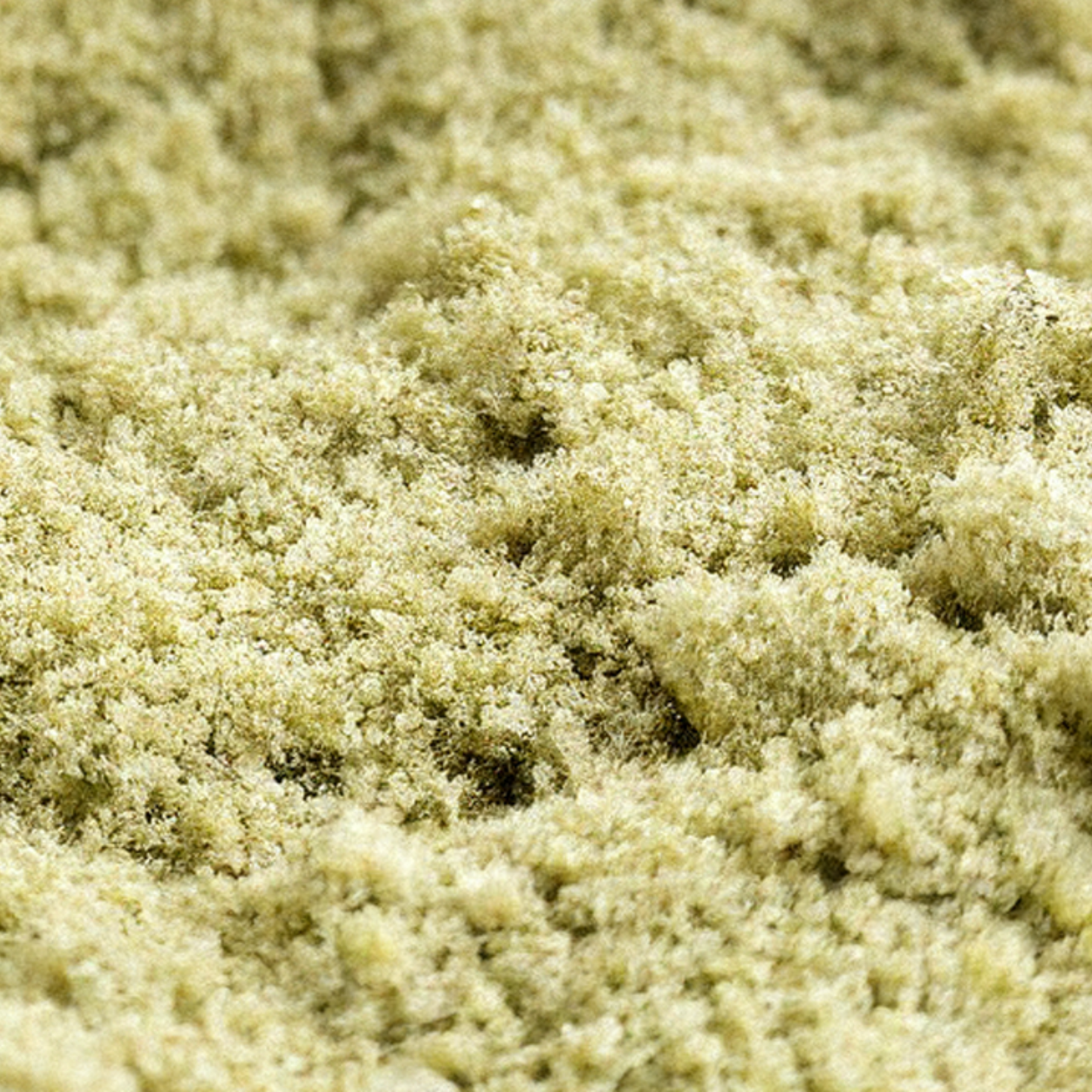 KIEF 4.5⭐