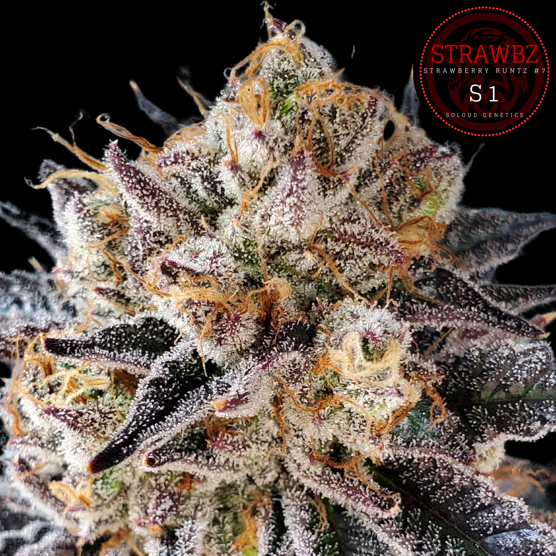 strawberry fields strain seeds STRAWBERRY RUNTZ (STRAWBZ) S1 – SLG