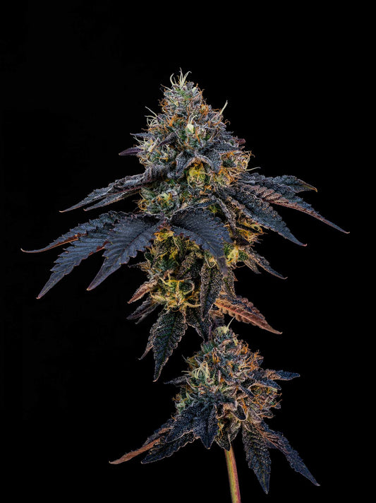 SUNSET SHERBERT S1 SEEDS