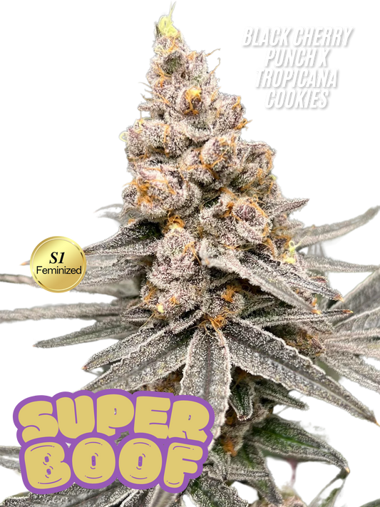 SUPER BOOF S1 SEEDS