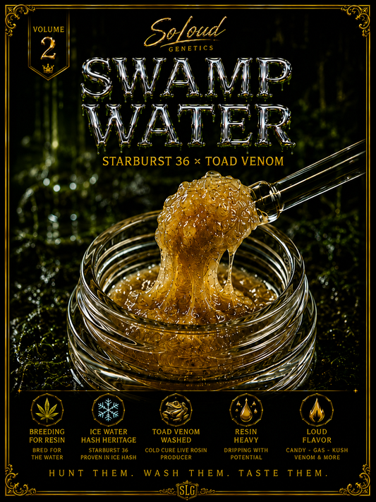 SWAMP WATER FEMINIZED CANNABIS SEEDS