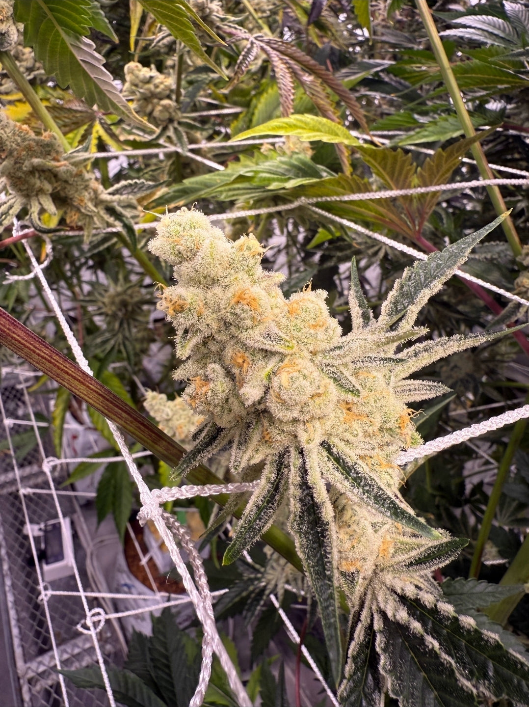 PLATINUM IX (FEM)