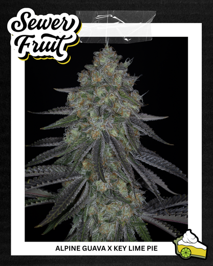 KEY LIME PIE BX2♀ (KEY LIME PIE BX X KEY LIME PIE)