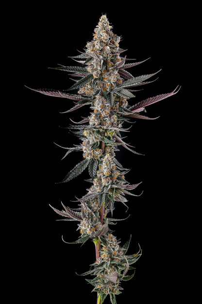 Shake Back (Apples & Bananas x Black Amber) FEM