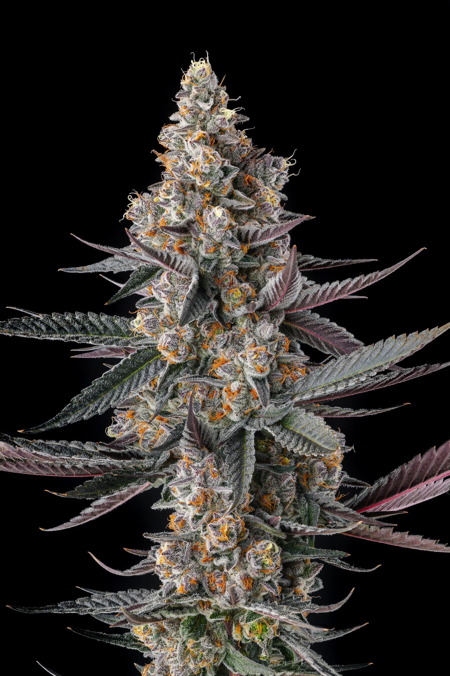 Shake Back (Apples & Bananas x Black Amber) FEM