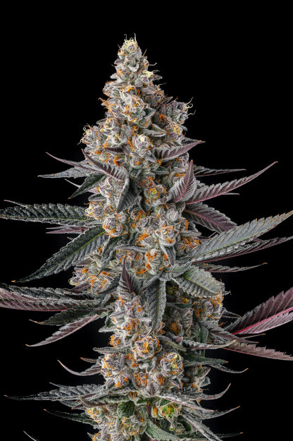 Shake Back (Apples & Bananas x Black Amber) FEM