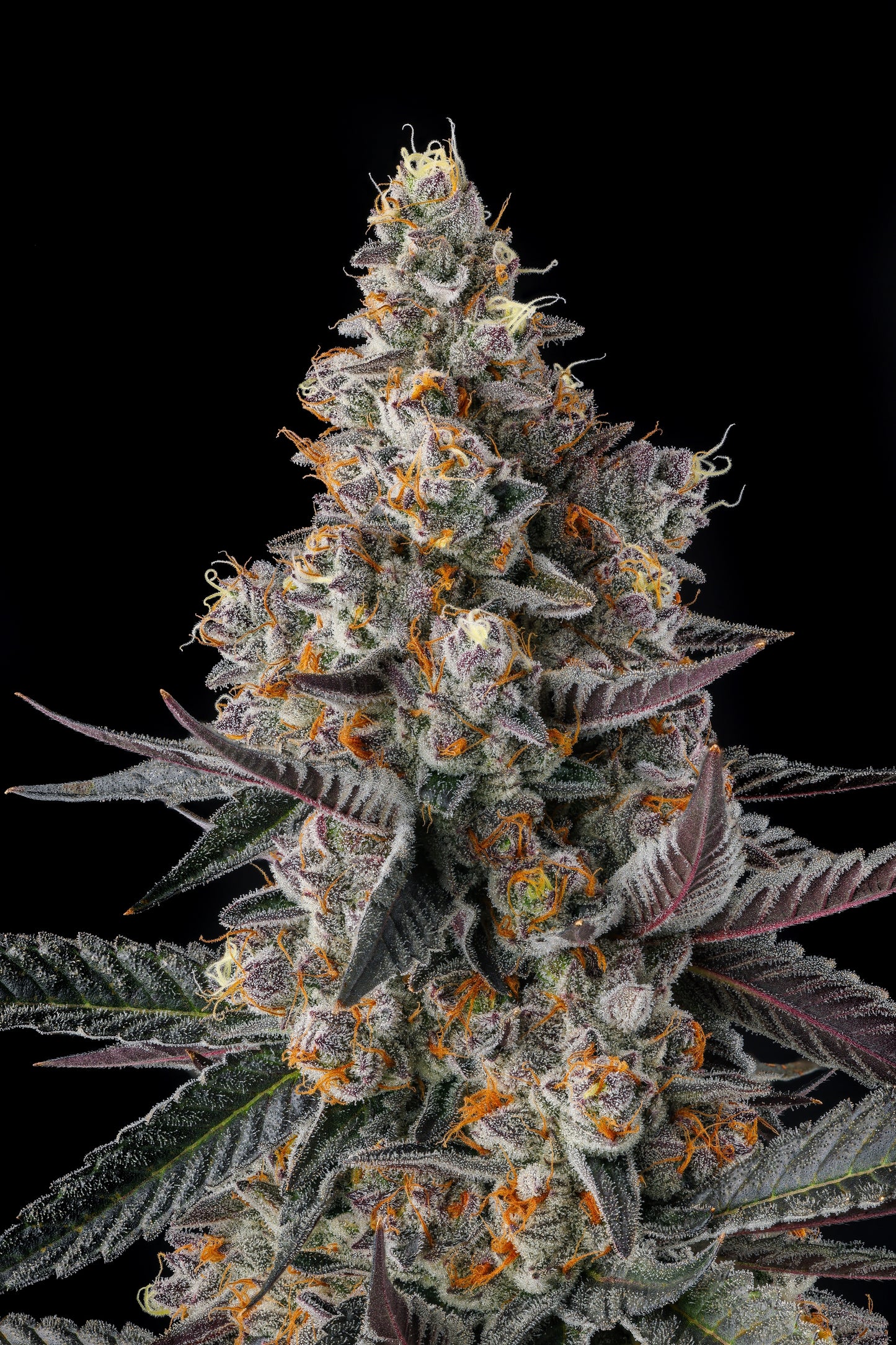 Shake Back (Apples &amp; Bananas x Black Amber) FEMINIZED SEEDS COMPOUND GENETICS