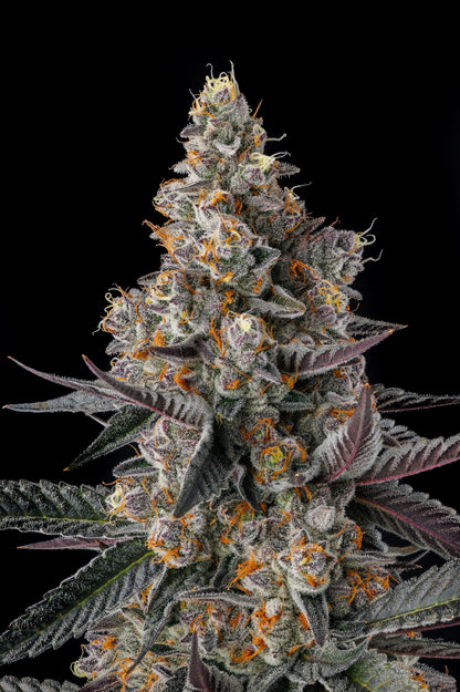 Shake Back (Apples &amp; Bananas x Black Amber) FEMINIZED SEEDS COMPOUND GENETICS