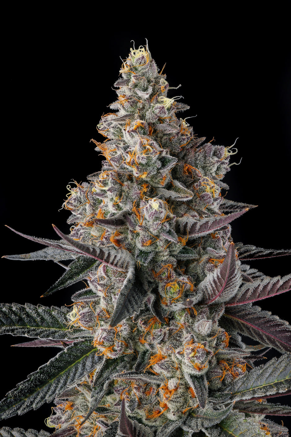 COMPOUND GENETICS – SLG