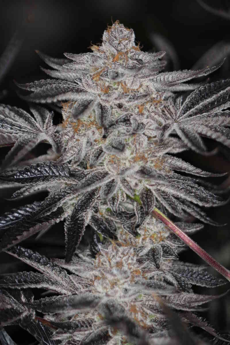 SINMINT COOKIES♀ (FORUM CUT GSC X BLUE POWER)