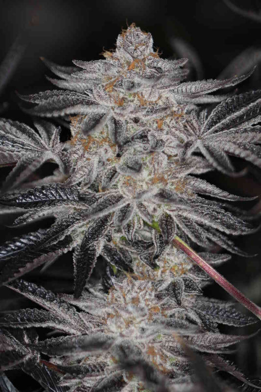 SINMINT COOKIES♀ (FORUM CUT GSC X BLUE POWER)