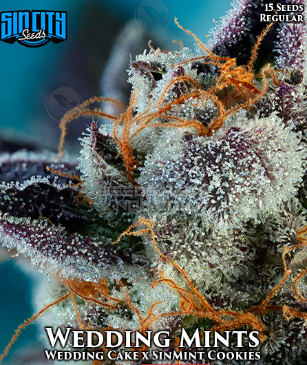 Wedding Mints cannabis seeds
