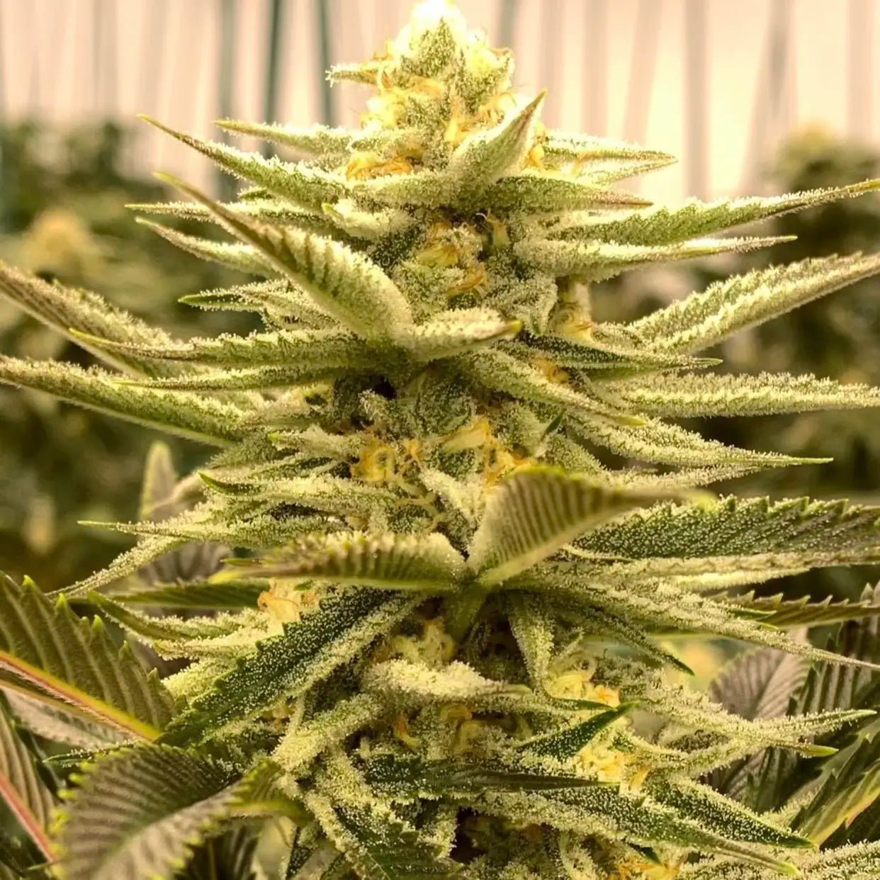 Slymer S1 Cannabis Seeds Subcool