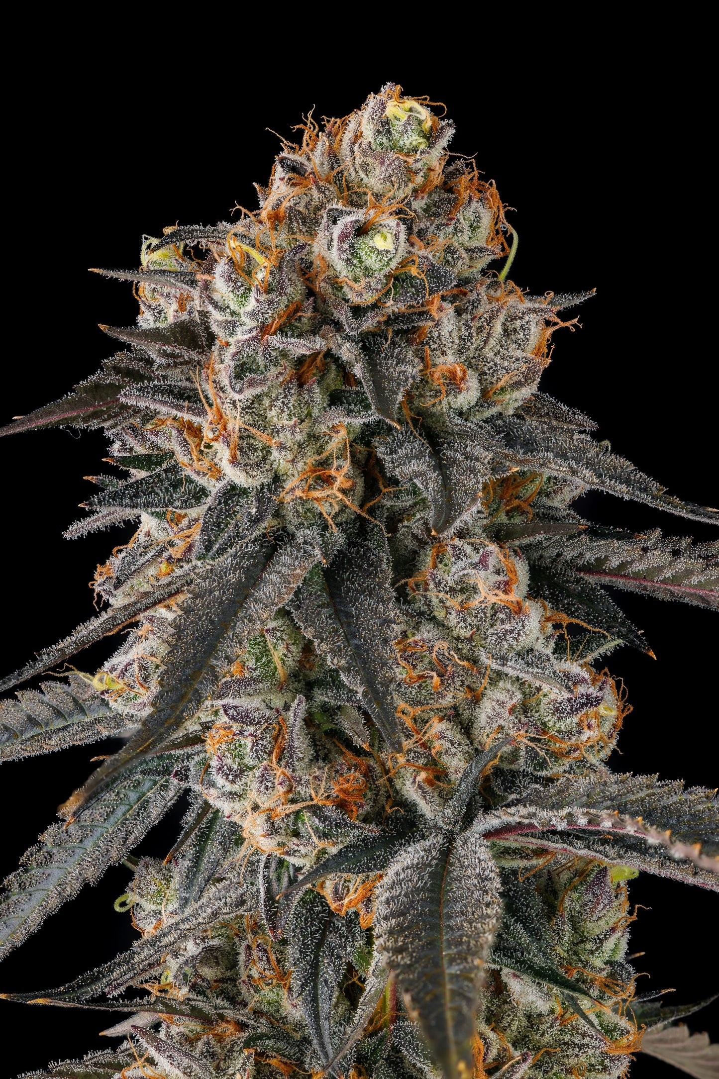 Solazo (Pinana x Black Amber) FEMINIZED CANNABIS SEEDS