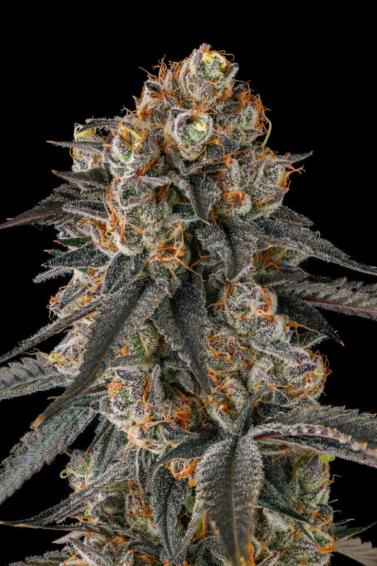 Solazo (Pinana x Black Amber) FEMINIZED CANNABIS SEEDS