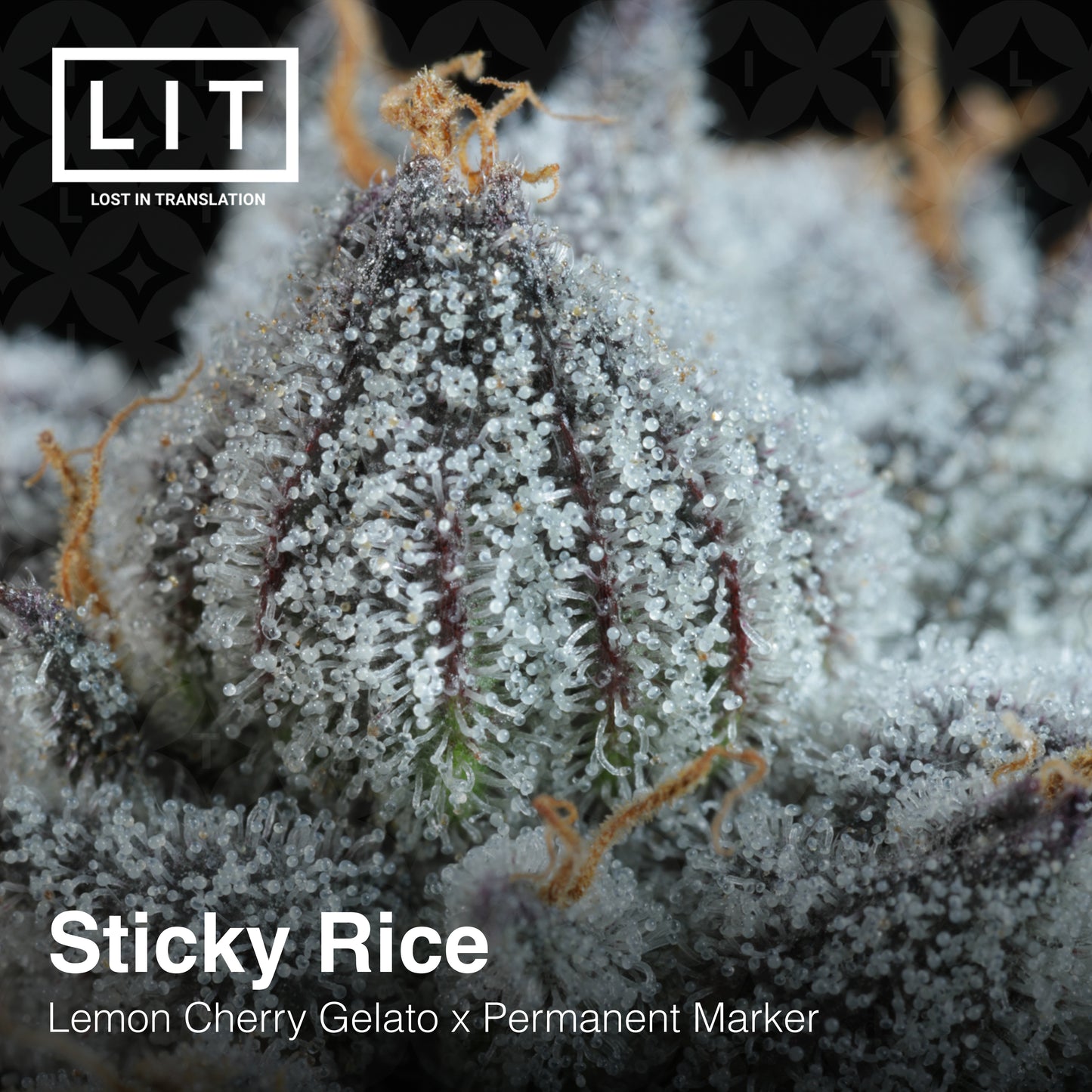 STICKY RICE  (LCG x Permanent Marker) Seeds Feminized. LIT FARMS