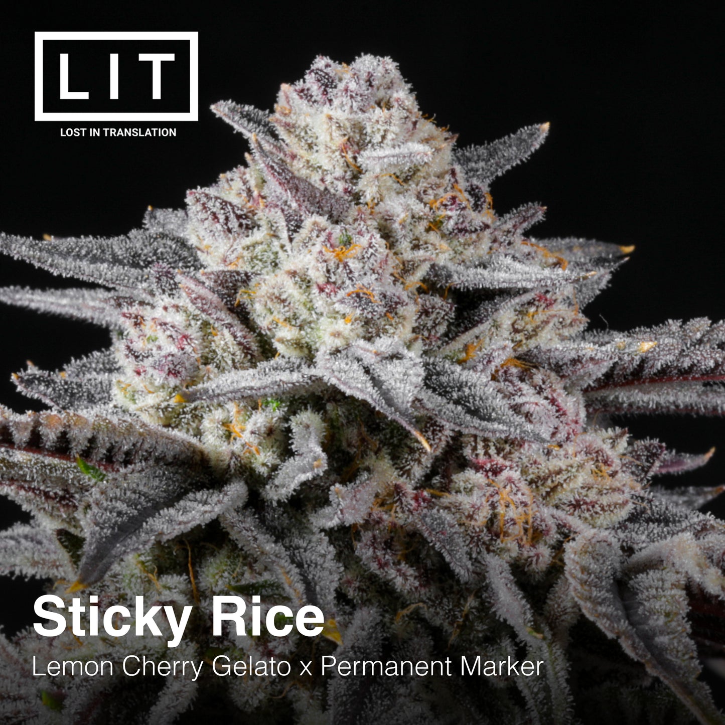 STICKY RICE (FEM)