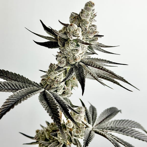 Stinky Twinky Feminized Seeds