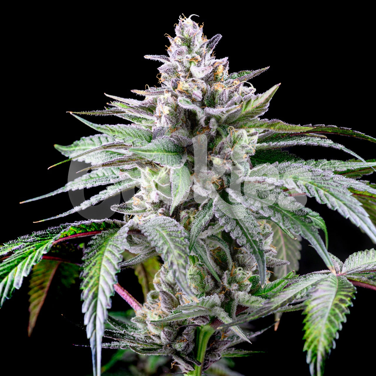 SUNSETZ STRAIN, RUNTZ X SUNSET SHERBET, COOKIES FEMINIZED SEEDS