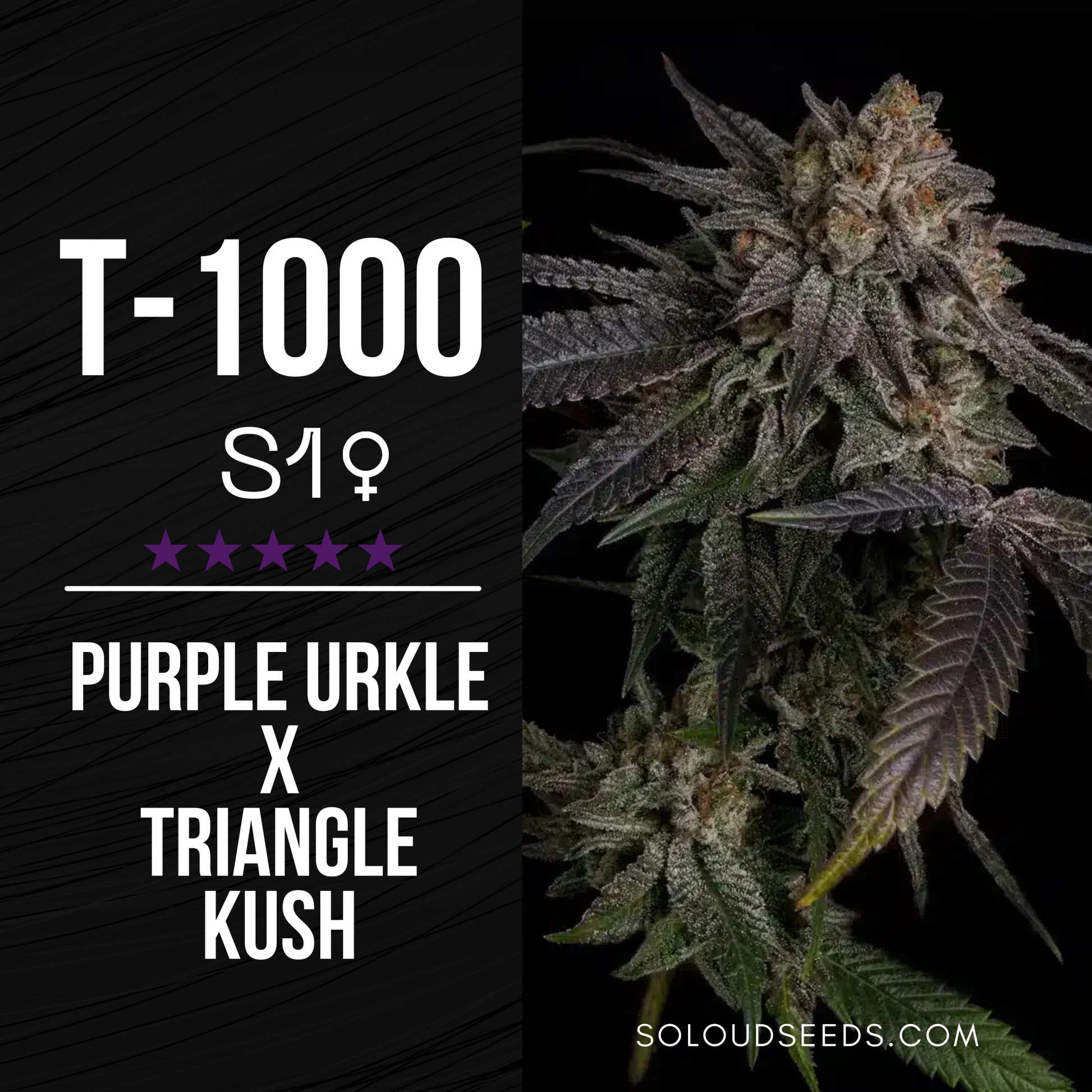 T-1000 S1 FEMINIZED SEEDS