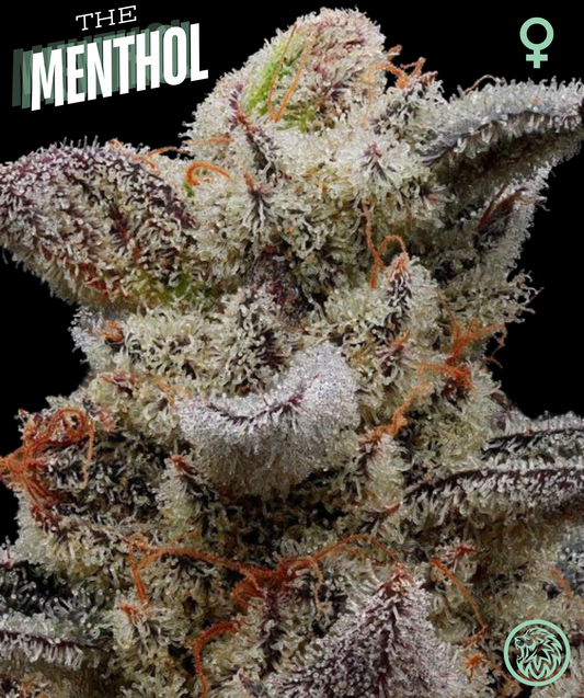 The Menthol Strain Feminized Cannabis Seeds. The Menthol S1