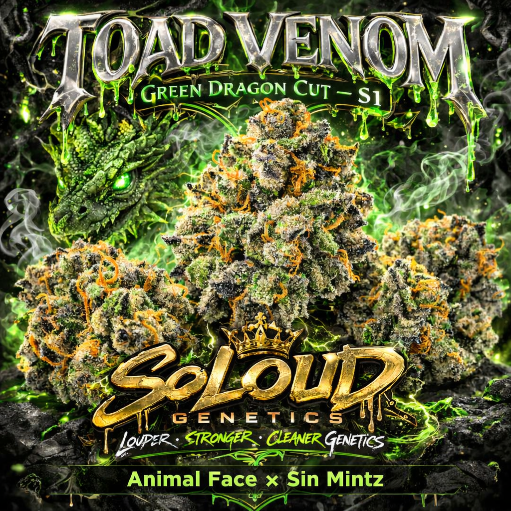 TOAD_VENOM_S1_CANNABIS_SEEDS
