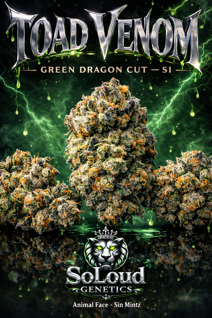 TOAD VENOM STRAIN FEMINIZED SEEDS