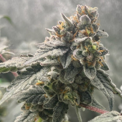 TOOTZIEZ (OOOZE X LACEZ) FEM