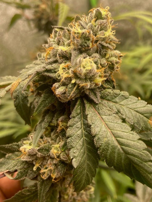 TOOTZIEZ STRAIN FEMINIZED SEEDS