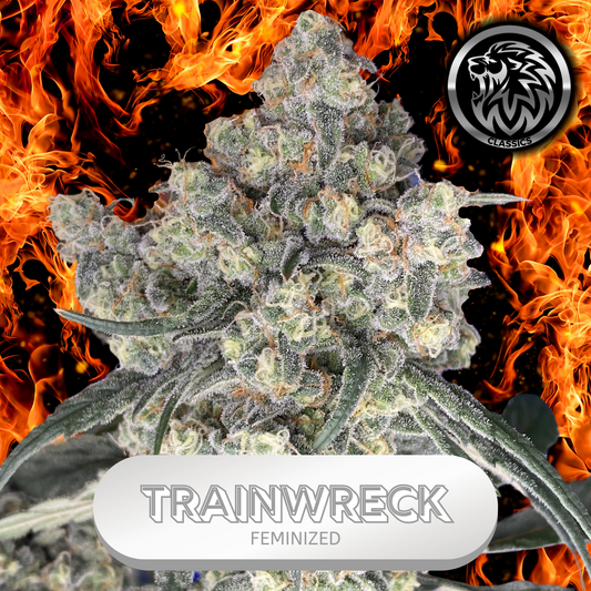 Trainwreck Feminized Cannabis Seeds USA