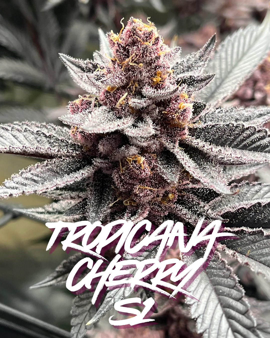 TROPICANA CHERRY S1 SEEDS